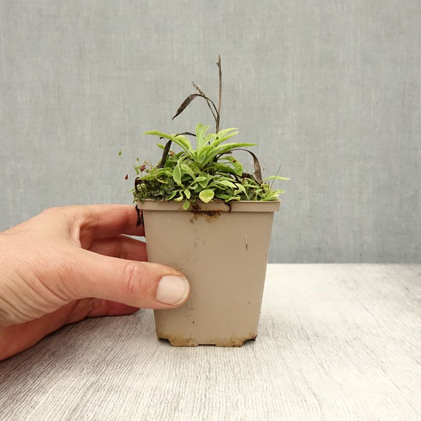 Esemplare di Campanula persicifolia La Belle - Campanula con foglie di pesco Vasetto da 8/9 cm come consegnato in autunno
