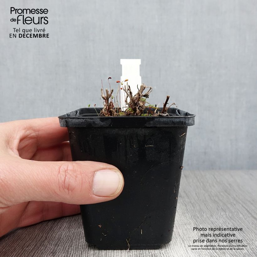 Esemplare di Campanula carpatica - Campanula dei Carpazi Vasetto da 8/9 cm come consegnato in autunno