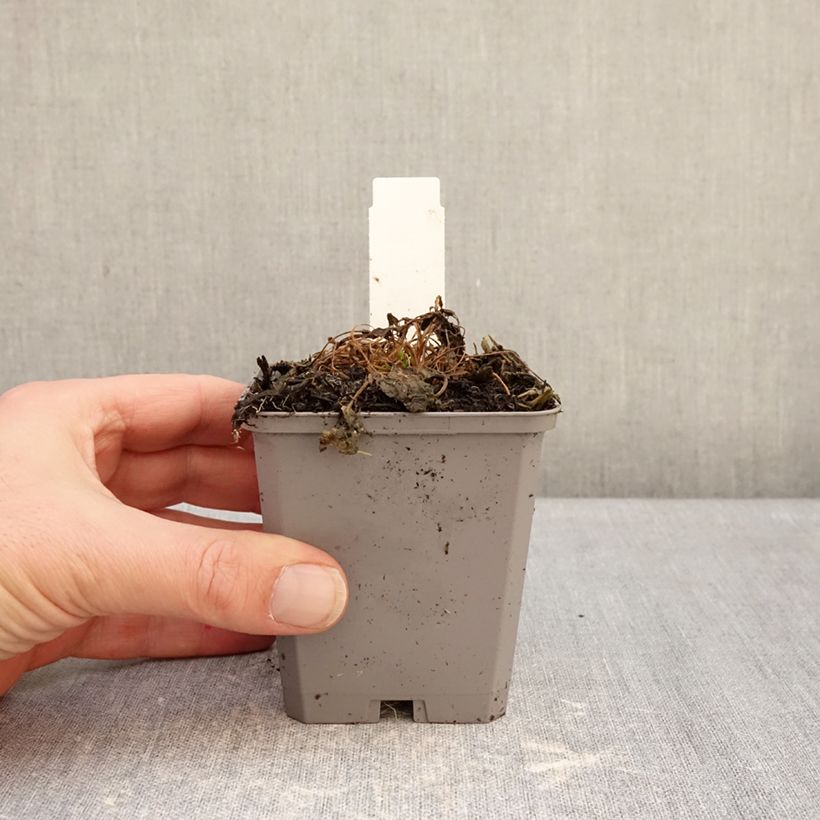 Campanula carpatica Clips White - Campanula dei Carpazi Vasetto da 8/9 cm esemplare consegnato in inverno