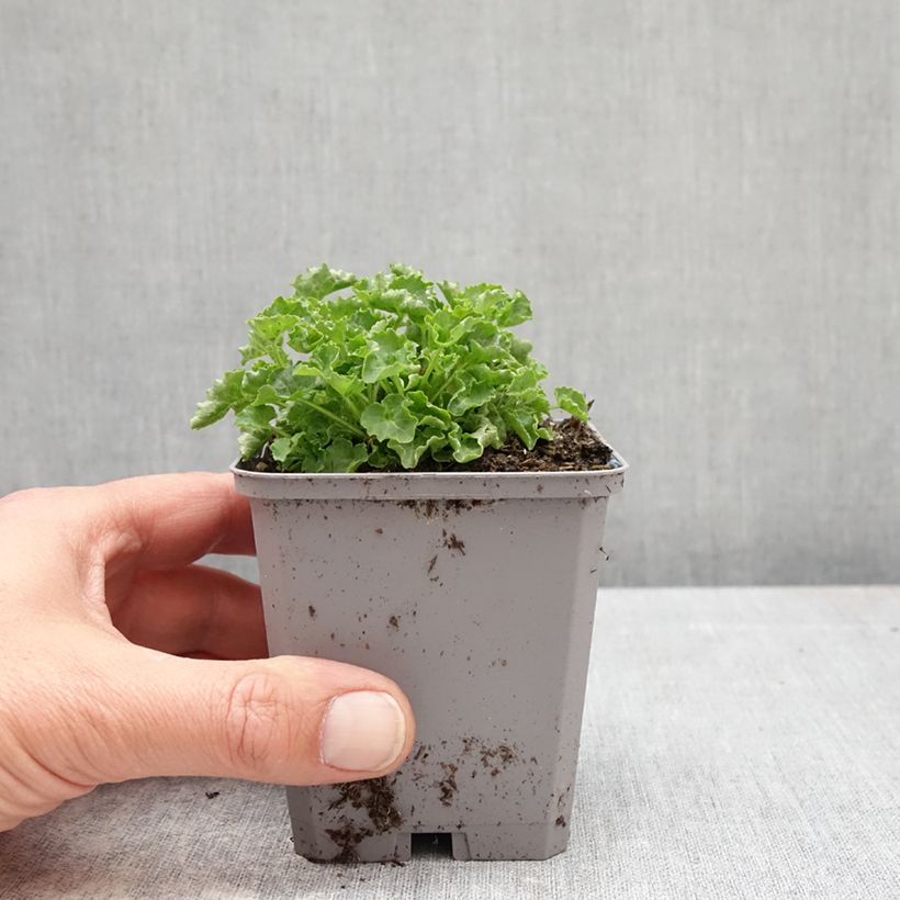 Campanula carpatica Clips White - Campanula dei Carpazi Vasetto da 8/9 cm esemplare consegnato in primavera