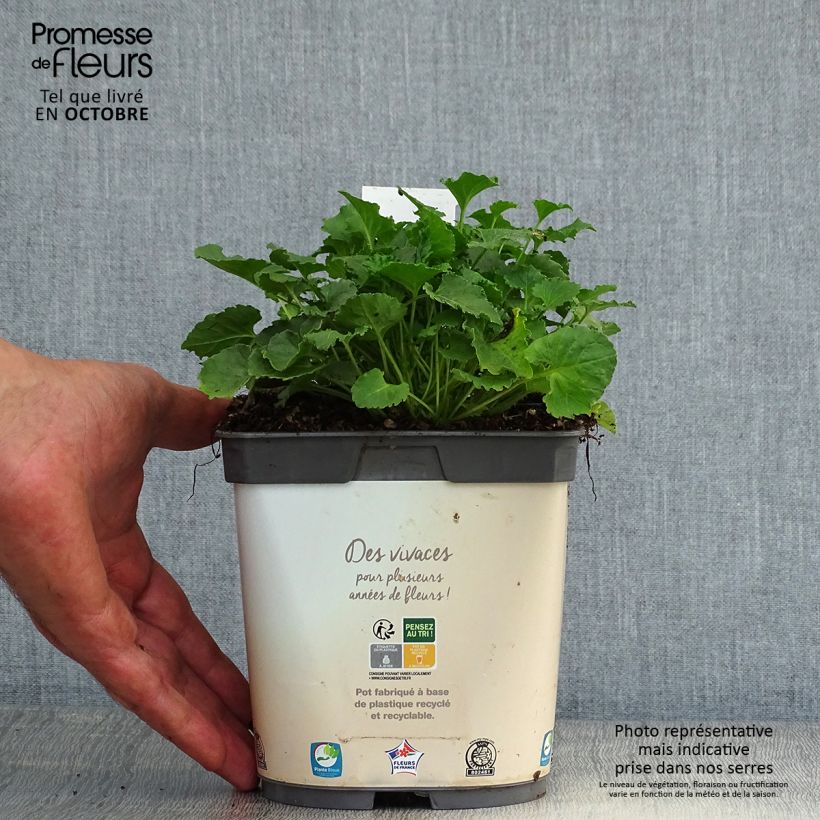 Esemplare di Campanula carpatica Clips White - Campanula dei Carpazi Vaso da 2L/3L come consegnato in autunno