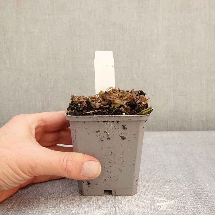 Campanula carpatica Clips Blue - Campanula dei Carpazi Vasetto da 8/9 cm esemplare consegnato in inverno