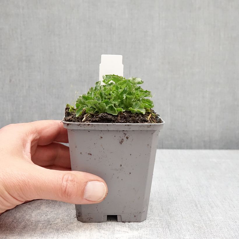 Campanula carpatica Clips Blue - Campanula dei Carpazi Vasetto da 8/9 cm esemplare consegnato in primavera