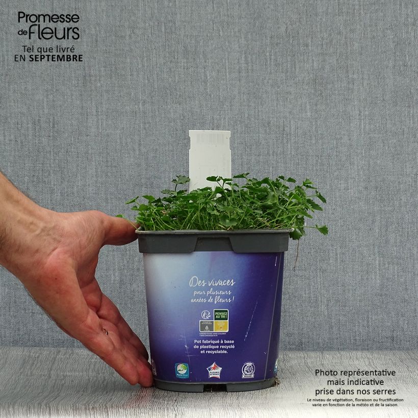 Esemplare di Campanula portenschlagiana - Campanula dalmata Vaso da 2L/3L come consegnato in autunno