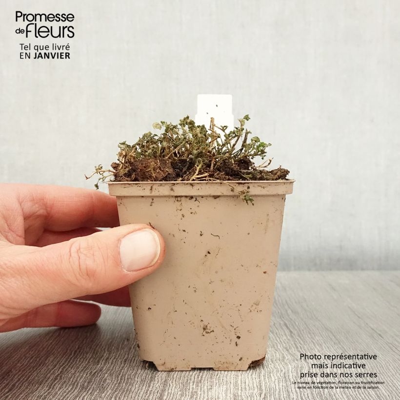 Campanula cochleariifolia Elizabeth Oliver - Campanula dei ghiaioni Vasetto da 8/9 cm esemplare consegnato in inverno