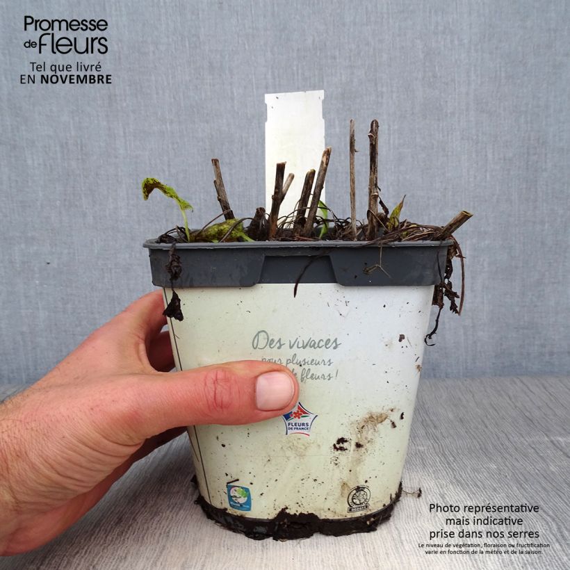 Esemplare di Campanula glomerata Alba - Campanula agglomerata Vaso da 2L/3L come consegnato in autunno