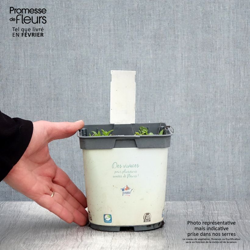 Campanula glomerata Alba - Campanula agglomerata Vaso da 2L/3L esemplare consegnato in inverno