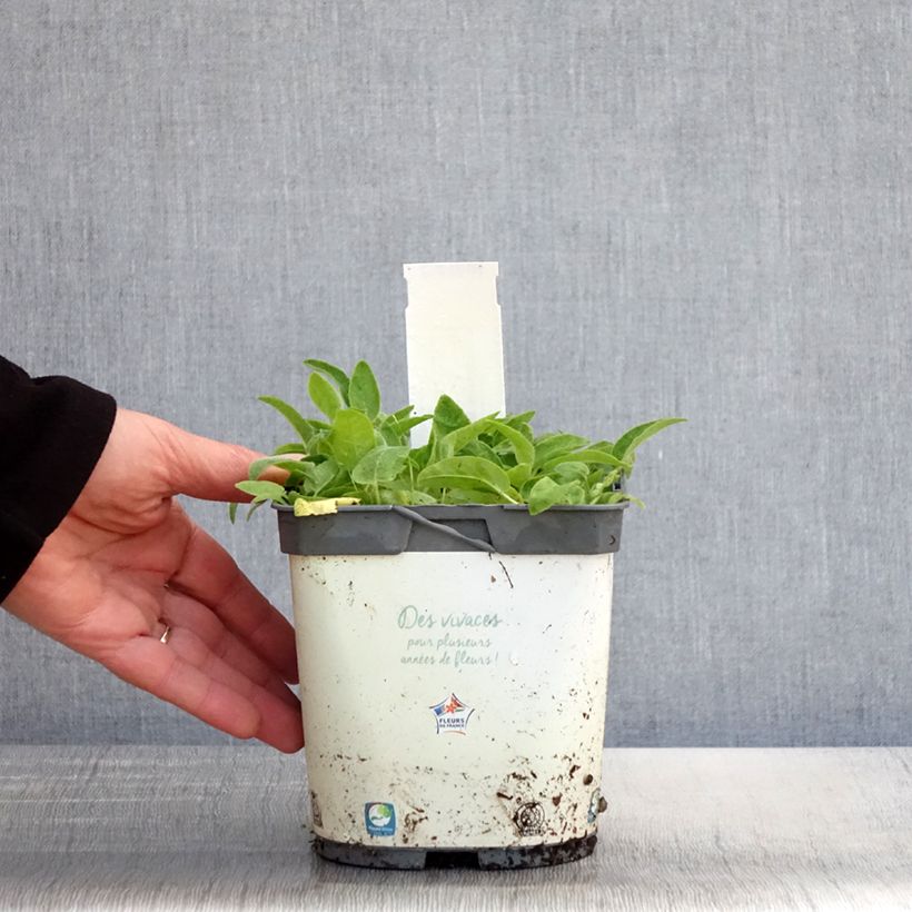 Campanula glomerata Alba - Campanula agglomerata Vaso da 2L/3L esemplare consegnato in primavera