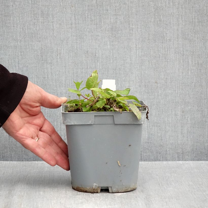 Esemplare di Campanula glomerata var. dahurica - Campanula agglomerata Vaso da 2L/3L come consegnato in autunno