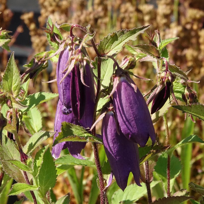 Campanula Kent Belle (Fioritura)