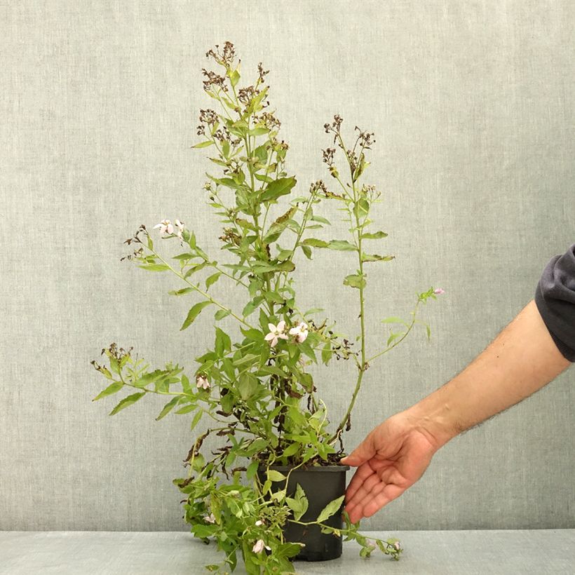 Esemplare di Campanula lactiflora Loddon Anna Vaso da 1,5L/2L consegnato in estate