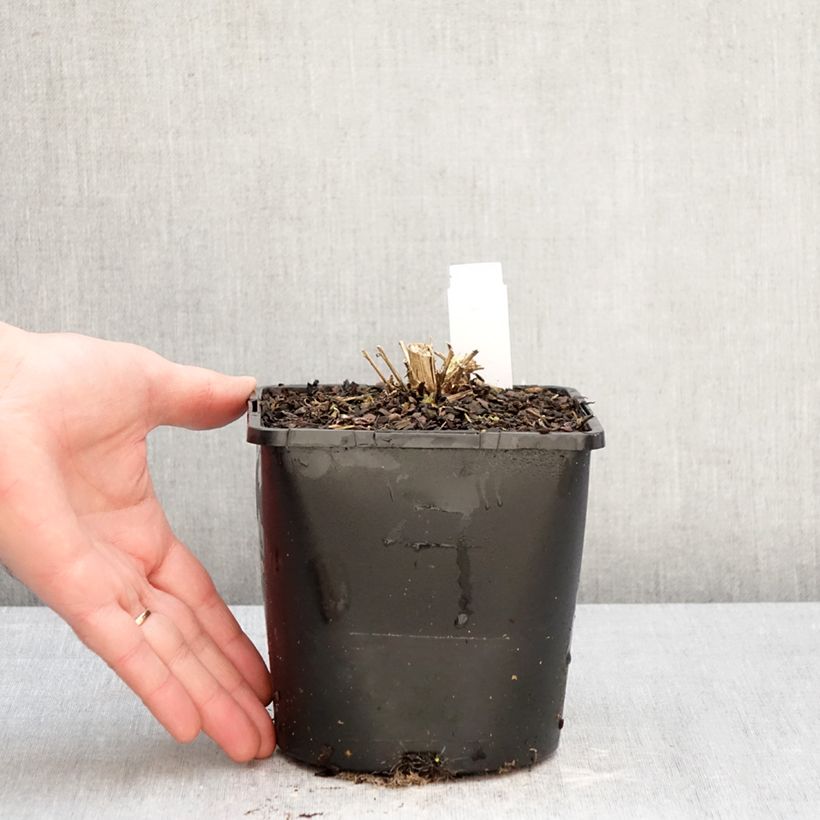 Campanula lactiflora Loddon Anna Vaso da 1,5L/2L esemplare consegnato in inverno