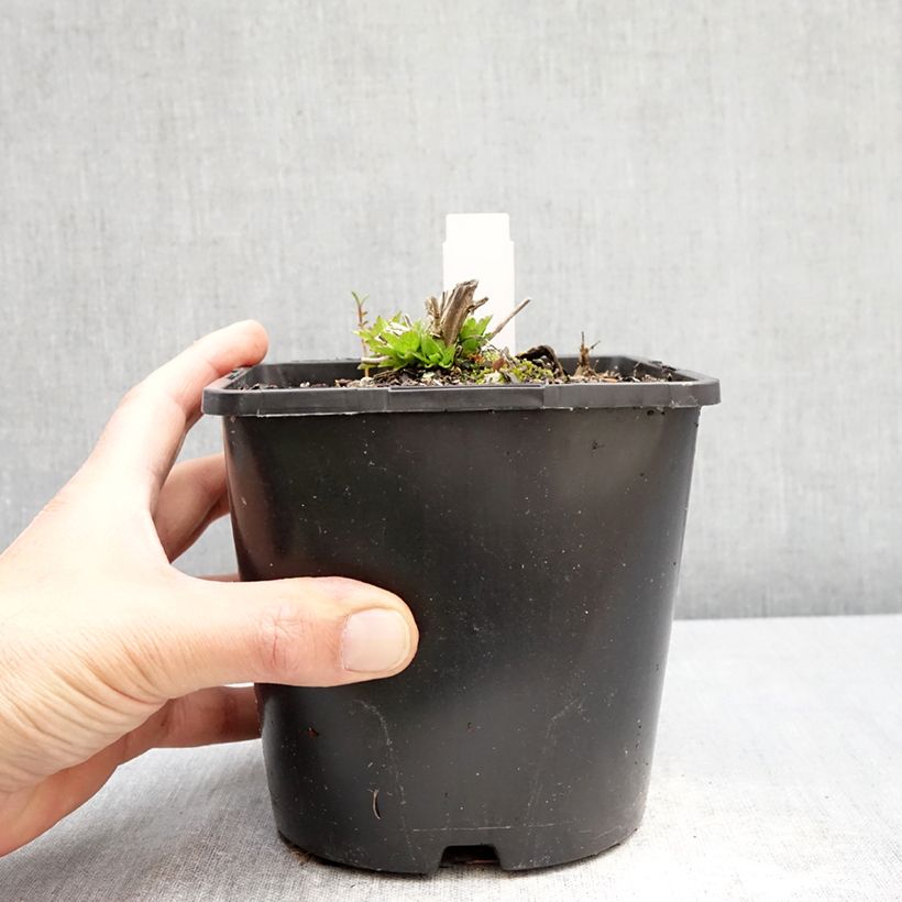 Campanula lactiflora Loddon Anna Vaso da 1,5L/2L esemplare consegnato in primavera