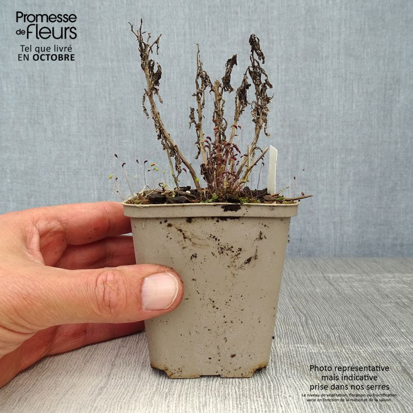 Esemplare di Campanula lactiflora Prichard's variety Vasetto da 8/9 cm come consegnato in autunno