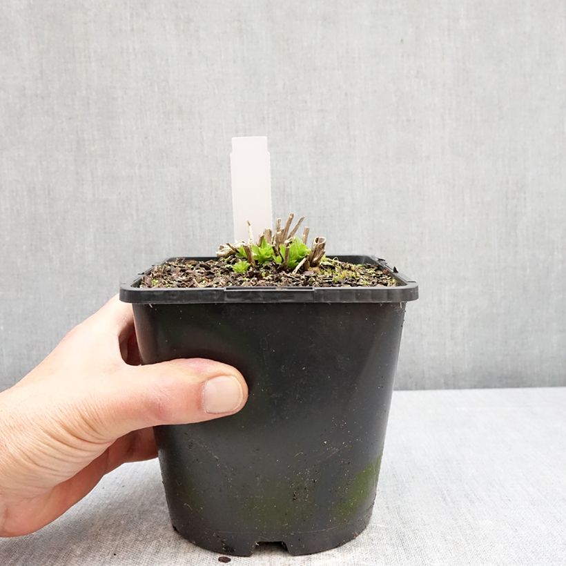 Campanula lactiflora Prichard's variety Vaso da 2L/3L esemplare consegnato in primavera