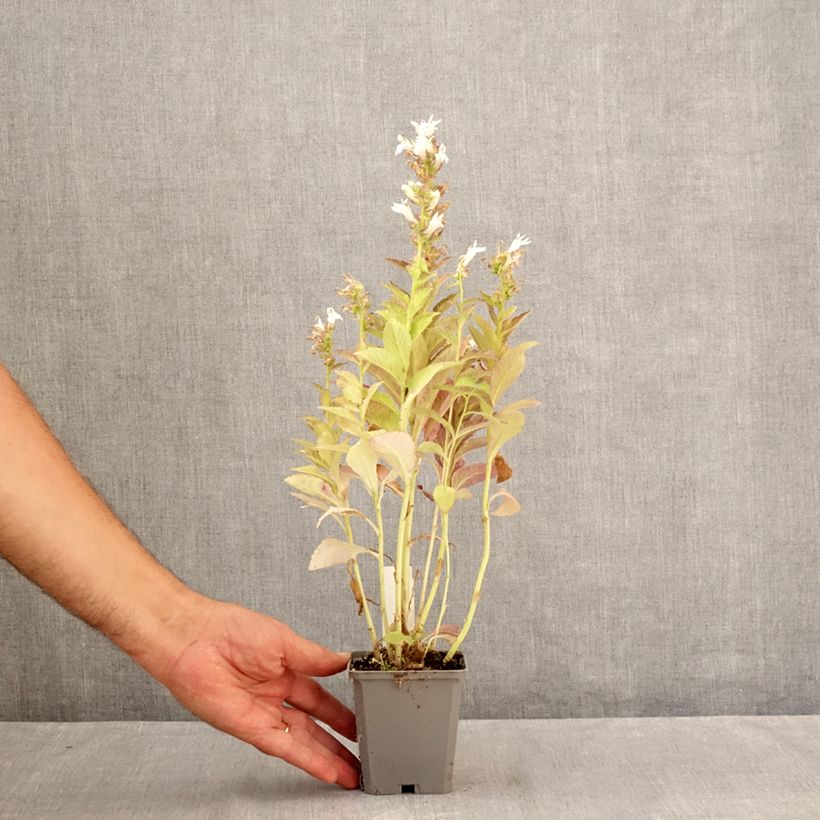 Esemplare di Campanula latifolia var. macrantha Alba - Campanula maggiore Vasetto da 8/9 cm consegnato in estate