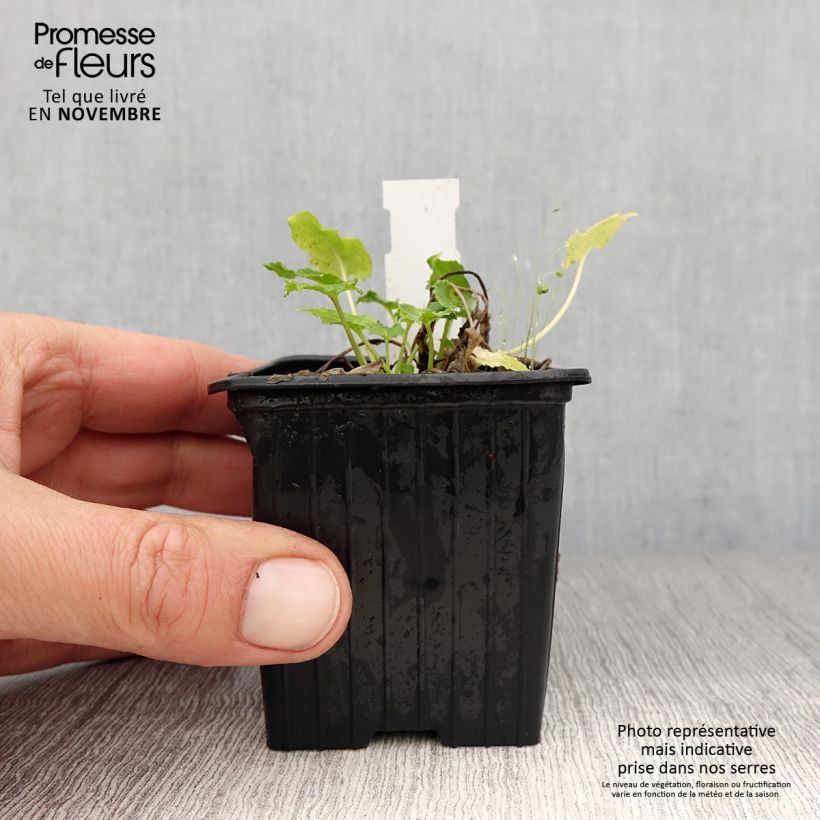Esemplare di Campanula pyramidalis Alba - Campanula adriatica Vasetto da 8/9 cm come consegnato in autunno