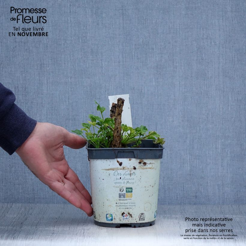 Esemplare di Campanula pyramidalis Alba - Campanula adriatica Vaso da 2L/3L come consegnato in autunno