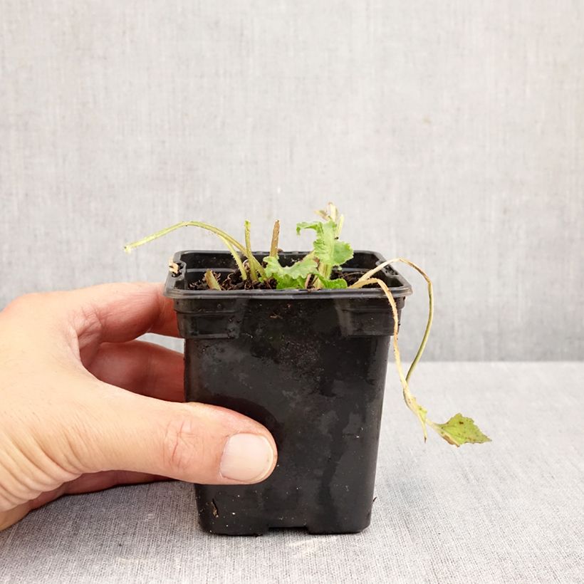 Esemplare di Campanula takesimana Elisabeth Vasetto da 7/8 cm come consegnato in autunno