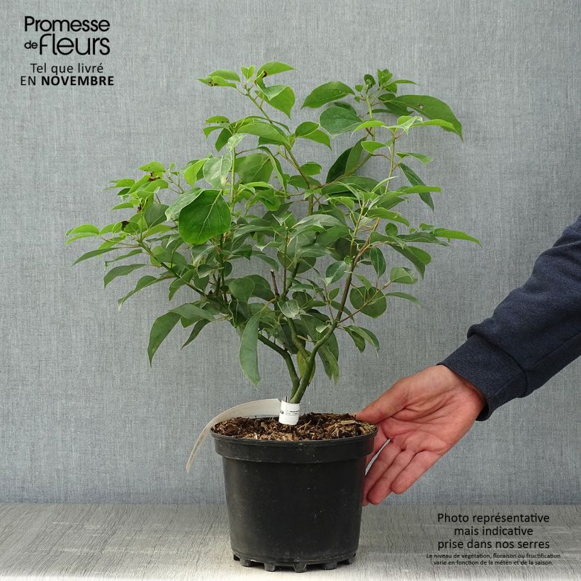 Esemplare di Cinnamomum camphora - Canfora Vaso da 2L/3L come consegnato in autunno