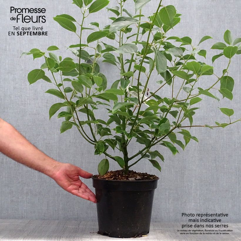 Esemplare di Cinnamomum camphora - Canfora Vaso da 7,5L/10L come consegnato in autunno