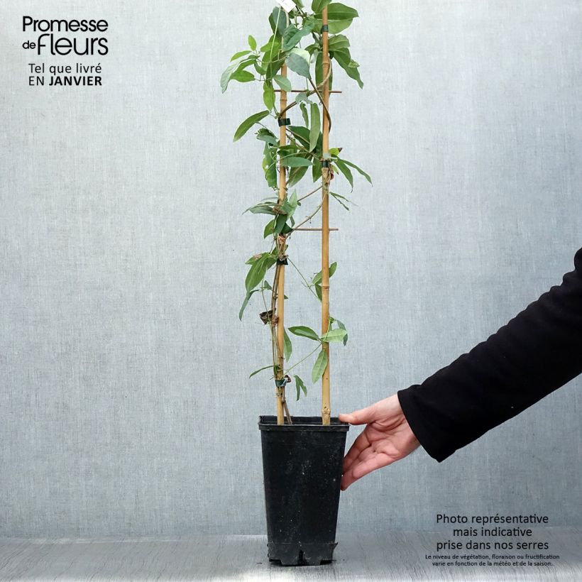 Campsis capreolata Atrosanguinea Vaso da 2L/3L esemplare consegnato in inverno