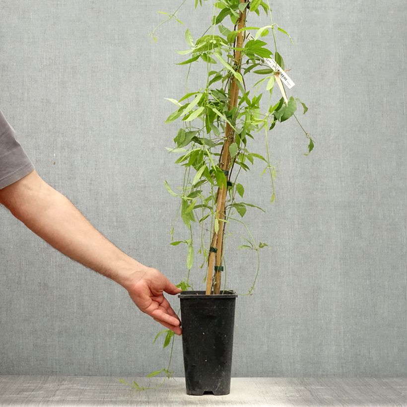 Campsis capreolata Atrosanguinea Vaso da 2L/3L esemplare consegnato in primavera