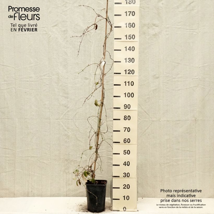 Campsis capreolata Vaso da 6L/7L esemplare consegnato in inverno