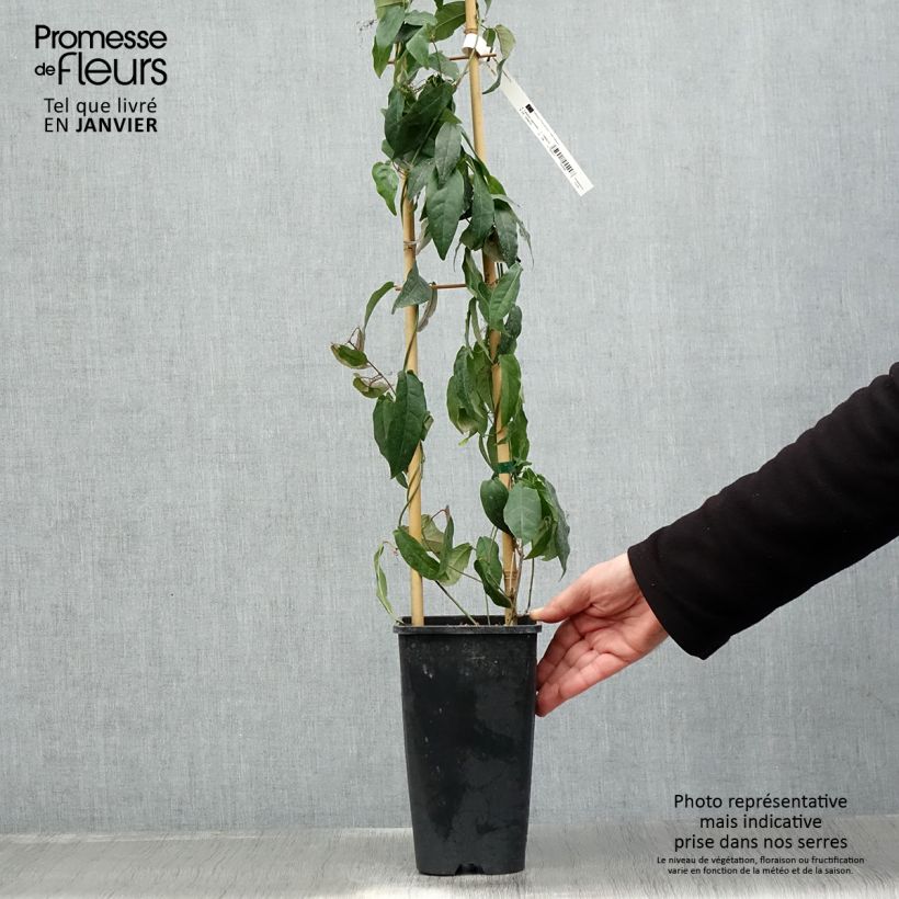 Campsis capreolata Vaso da 2L/3L esemplare consegnato in inverno