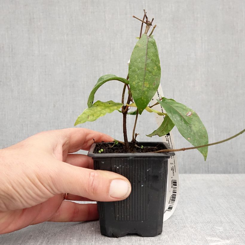 Esemplare di Campsis capreolata Tangerine Beauty Vasetto da 8/9 cm come consegnato in autunno