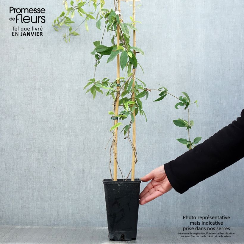 Campsis capreolata Tangerine Beauty Vaso da 2L/3L esemplare consegnato in inverno
