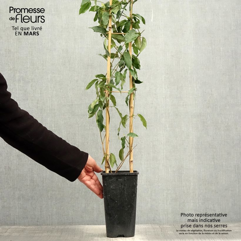 Campsis capreolata Tangerine Beauty Vaso da 2L/3L esemplare consegnato in primavera