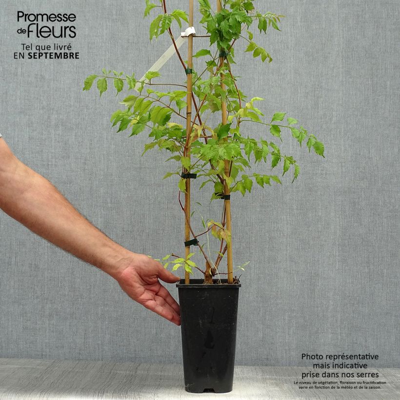 Esemplare di Campsis grandiflora - Bignonia Vaso da 2L/3L come consegnato in autunno