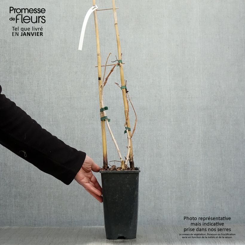 Campsis grandiflora - Bignonia Vaso da 2L/3L esemplare consegnato in inverno