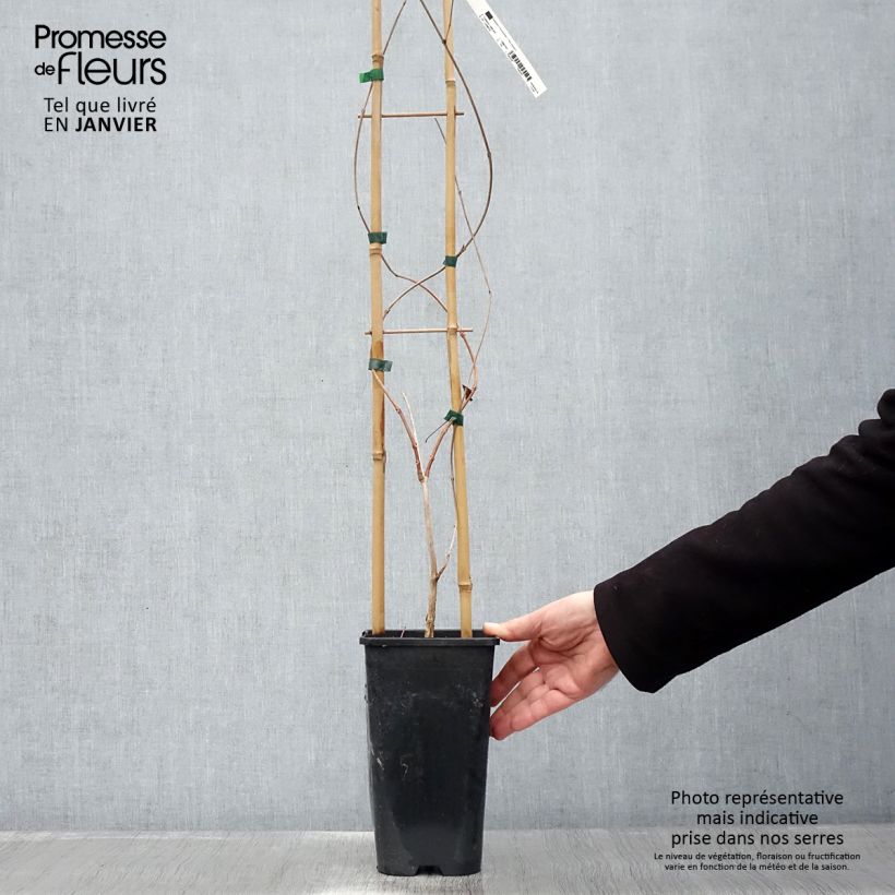 Campsis radicans - Bignonia Vaso da 2L/3L esemplare consegnato in inverno