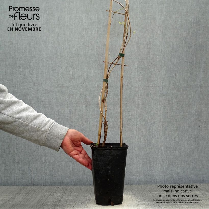Esemplare di Campsis radicans Flamenco - Bignonia Vaso da 2L/3L come consegnato in autunno