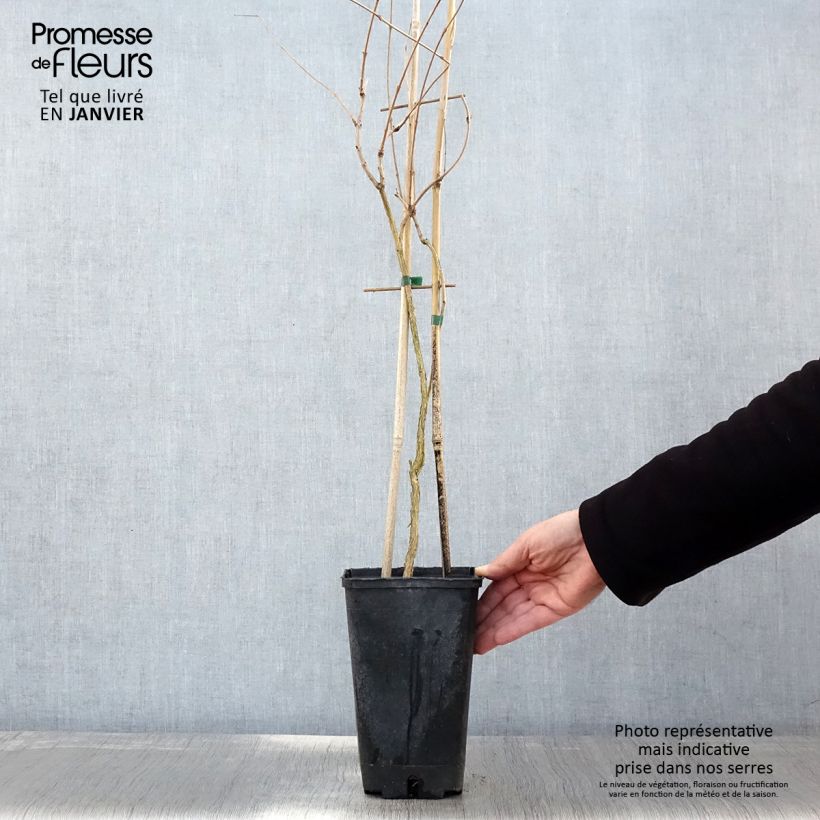Campsis radicans Flamenco - Bignonia Vaso da 2L/3L esemplare consegnato in inverno