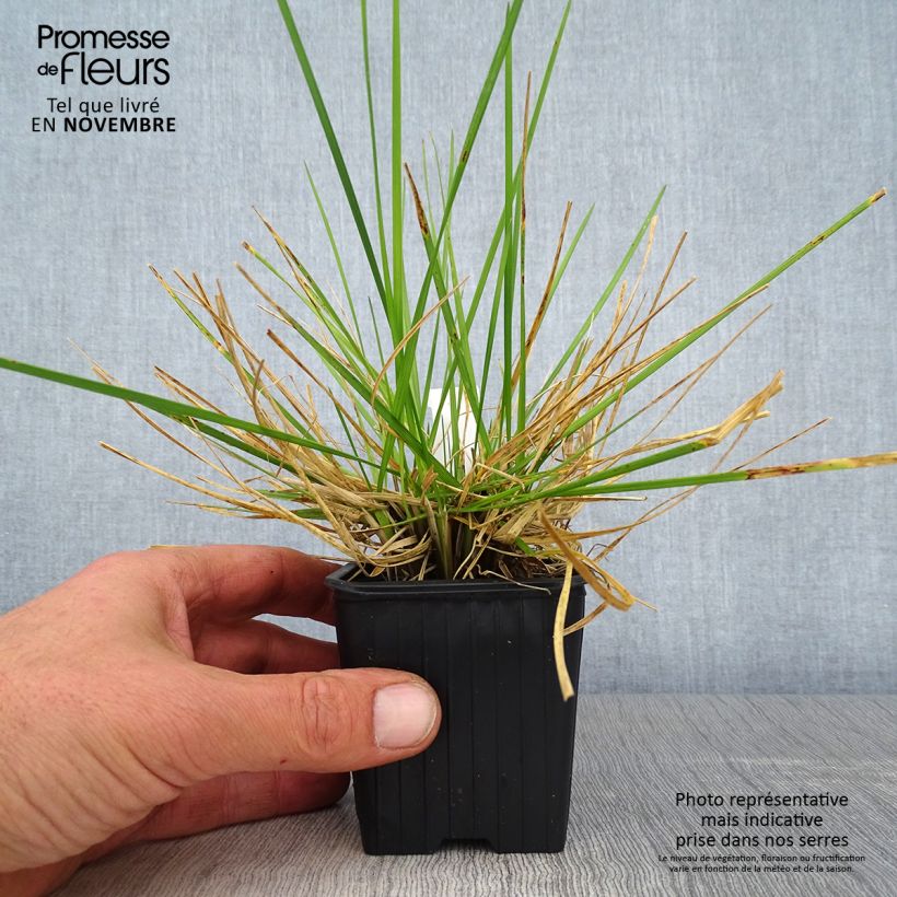 Esemplare di Deschampsia caespitosa Tauträger Vasetto da 8/9 cm come consegnato in autunno