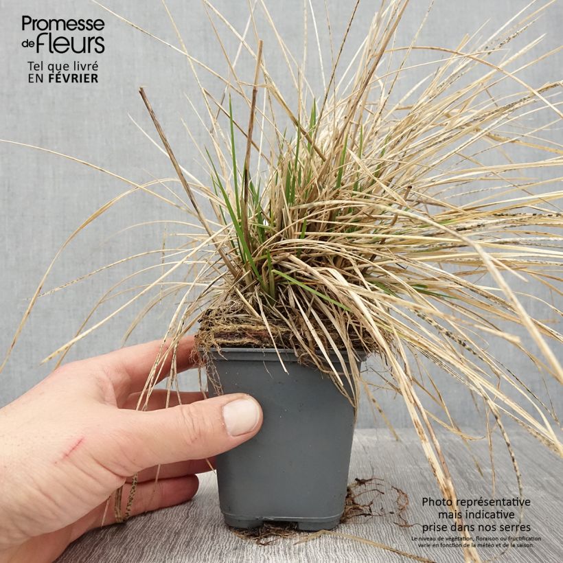 Deschampsia caespitosa Vivipara Vasetto da 8/9 cm esemplare consegnato in inverno
