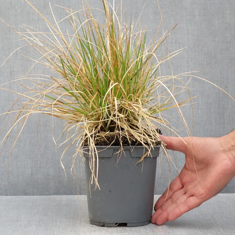 Esemplare di Deschampsia caespitosa Vivipara Vaso da 2L/3L come consegnato in autunno