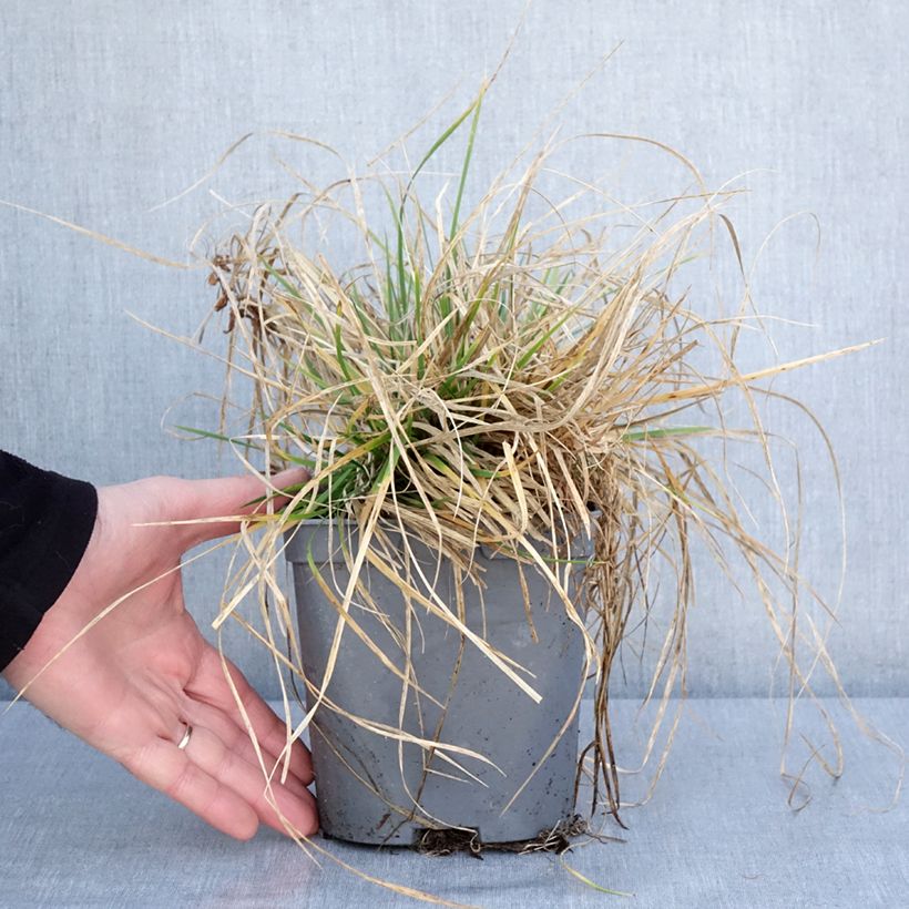Deschampsia caespitosa Vivipara Vaso da 2L/3L esemplare consegnato in inverno