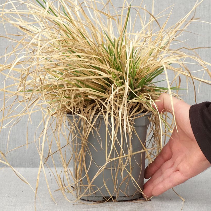 Deschampsia caespitosa Vivipara Vaso da 2L/3L esemplare consegnato in primavera