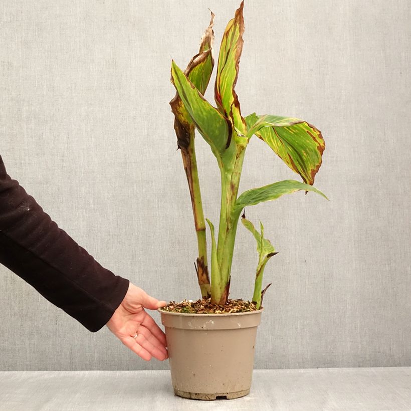Esemplare di Canna Black Cleopatra Vaso da 4L/5L come consegnato in autunno