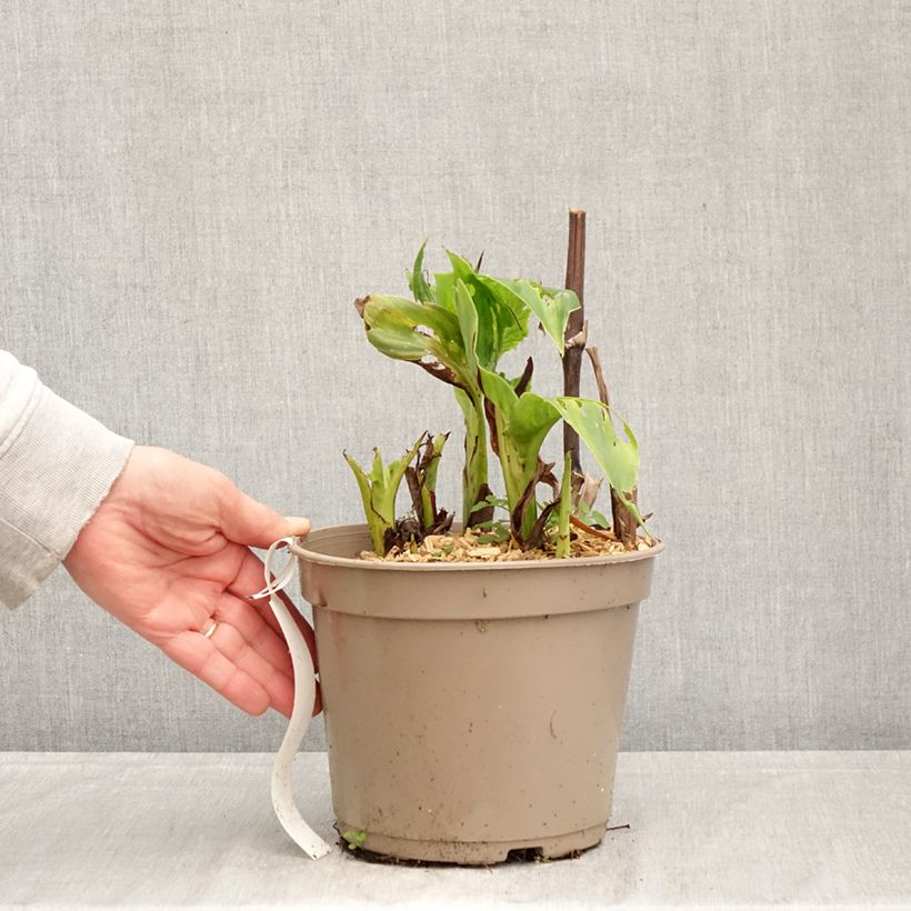 Canna Black Cleopatra Vaso da 4L/5L esemplare consegnato in primavera