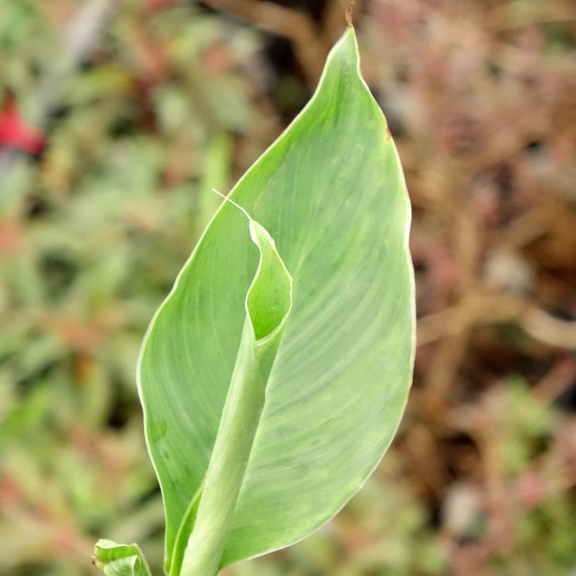Canna Confetti (Fogliame)