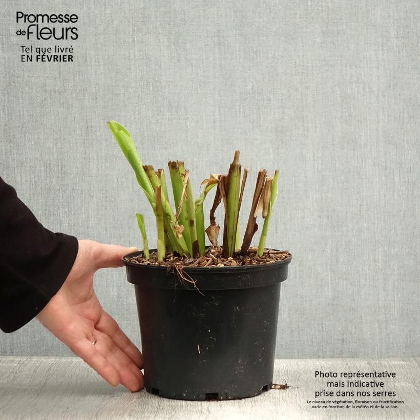 Canna edulis - Canna d'India Vaso da 2L/3L esemplare consegnato in inverno