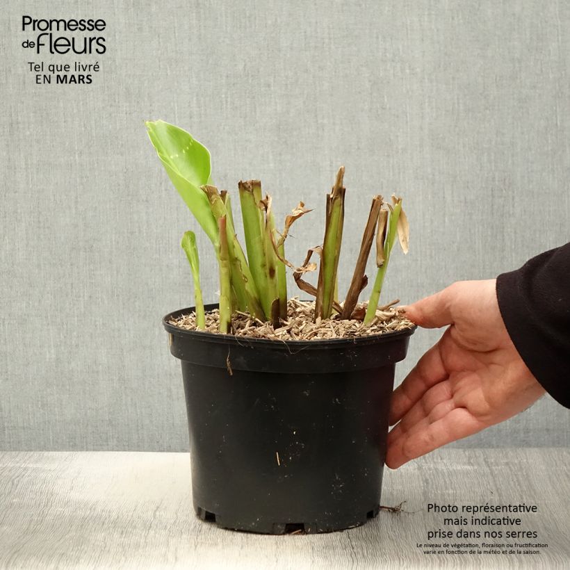 Canna edulis - Canna d'India Vaso da 2L/3L esemplare consegnato in primavera