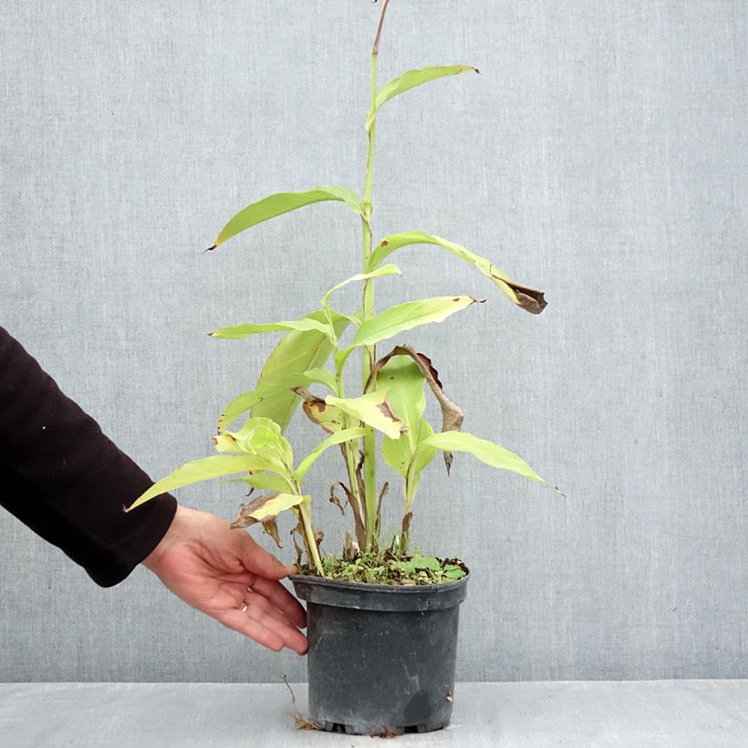 Esemplare di Canna edulis - Canna d'India Vaso da 2L/3L come consegnato in autunno