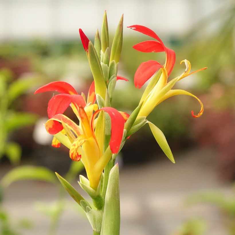 Canna edulis - Canna d'India (Fioritura)