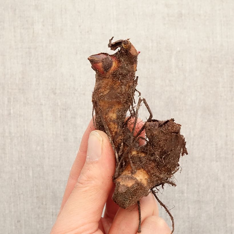 Canna Empire Bulbo taglia I esemplare consegnato in primavera